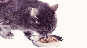 Semi-moist cat food