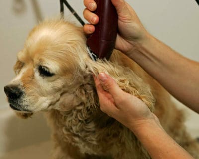 dog hair trimmer