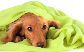 Dog blanket