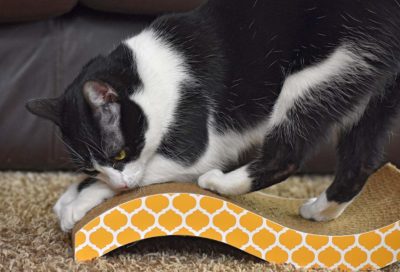 Cat Scratching Board Pad Toy