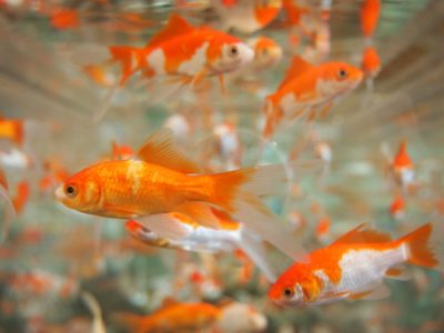 How to Maintain Freshwater Aquatic Life