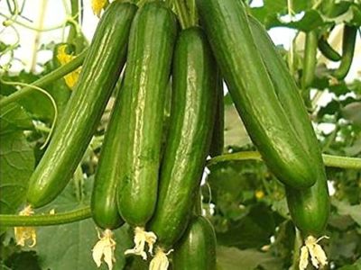 MaliaGarden Green Cucumber Seeds - Long Hybrid Vegetable Seeds
