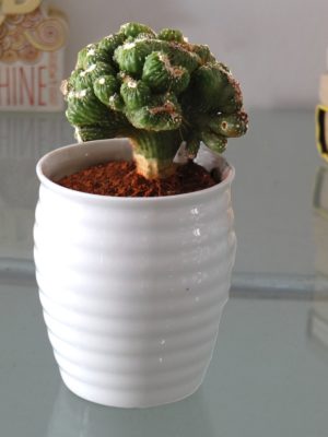 Rolling Nature Cereus Monster Cactus Plant In White Ceramic Pot