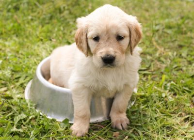 Tips for Toilet Train Your Puppy
