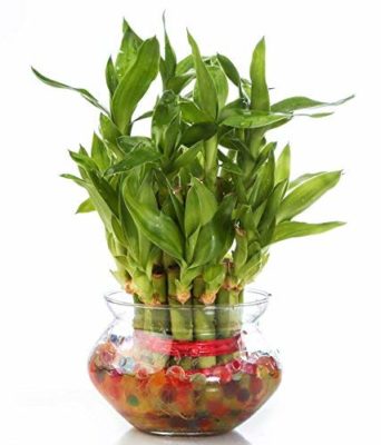Zaavic 2 Layer Lucky Bamboo Plant with Glass Bowl and Colored Jelly Balls